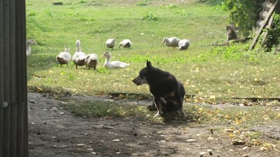 погода, осінь