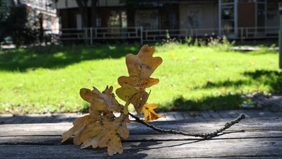 Херсон, погода, осінь, листя, дуб