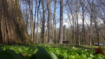 У парку імені Шевченка в Івано-Франківську почали лікувати дерева-довгожителі У парку імені Шевченка в Івано-Франківську почали лікувати дерева-довгожителі