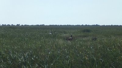 Природа Джарилгача під загрозою знищення: науковці про дії військових РФ та їх наслідки Природа Джарилгача під загрозою знищення: науковці про дії військових РФ та їх наслідки