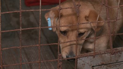 У Миколаєві стерилізують безпритульних собак У Миколаєві стерилізують безпритульних собак