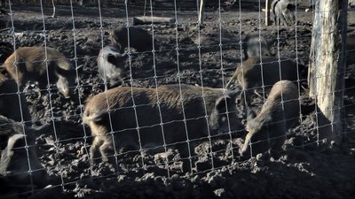 У волинський ліс випустили сотню оленів, яких привезли з Литви