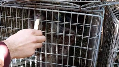 Живий, здоровий: стало відомо, як харківський бабак Тимко пережив окупацію Живий, здоровий: стало відомо, як харківський бабак Тимко пережив окупацію
