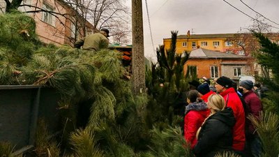 Ялинковий ярмарок у Кропивницькому. За якими критеріями містяни обирали дерева