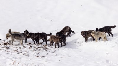Відстріл хижих тварин на Чернігівщині: у Срібнянській громаді відстрілюватимуть вовків