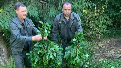На Вінниччині лісівники заготовляють гіллячковий корм для диких тварин На Вінниччині лісівники заготовляють гіллячковий корм для диких тварин