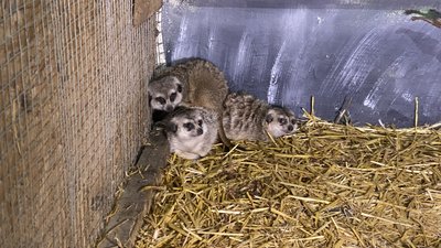 В екопарку під Полтавою живуть тварини з вінницького зоопарку В екопарку під Полтавою живуть тварини з вінницького зоопарку