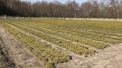 На Полтавщині планують висадити понад тисячу гектарів лісу На Полтавщині планують висадити понад тисячу гектарів лісу