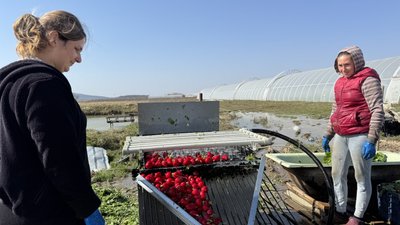 Рання редиска та капуста: як у Заріччі на Хустщині збирають перший урожай Рання редиска та капуста: як у Заріччі на Хустщині збирають перший урожай