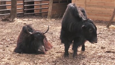 У харківському екопарку поселився безрогий як У харківському екопарку поселився безрогий як