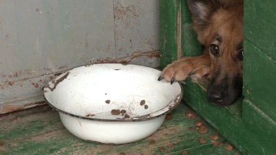 Евакуйовані собаки