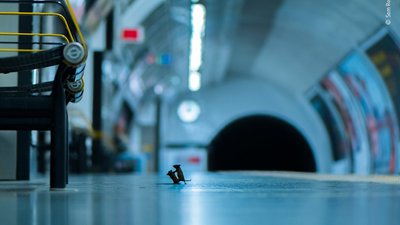 Миші почубилися в лондонському метро за їжу. Секундну бійку встиг відзняти фотограф