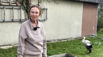 Лелека, птахи, Волинь