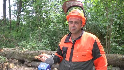 У лісництві на Житомирщині почали розчищати ділянки лісу, пошкоджені смерчем