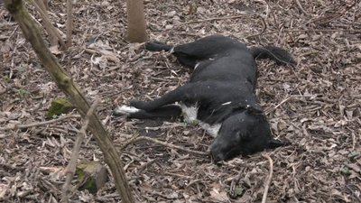 У Городищі місцевого жителя покусали собаки