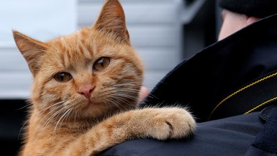 Поліція Донеччини показала врятованого з-під обстрілу кота з Красногорівки