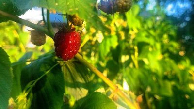 Промені сонця на кущі малини, вересень 2026 року, Хмельниччина