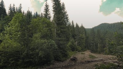 На Тячівщині прокуратура вимагає стягнути майже 9 млн грн через незаконні рубки лісу