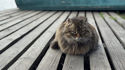 Кіт на дошках