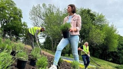 У Києві висаджують лаванду. Де можна буде побачити квіти У Києві висаджують лаванду. Де можна буде побачити квіти