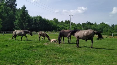 На Львівщині презентували сайт для мандрівок парками України