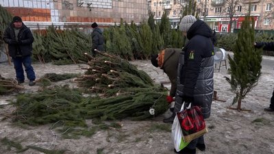 Від 100 до 500: ялинки та сосни у Чернігові цьогоріч здорожчали