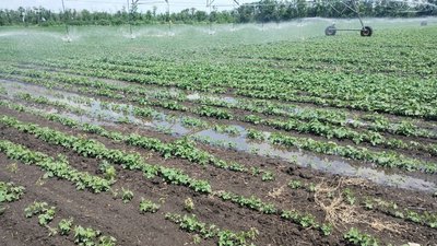 Зрошення полів у господарстві, яке очолює Микола Монашок Зрошення полів у господарстві, яке очолює Микола Монашок