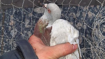 Волонтери спіймали голуба, який 5 днів жив на станції метро у Харкові Волонтери спіймали голуба, який 5 днів жив на станції метро у Харкові