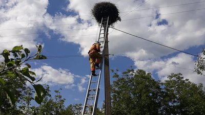 Біля Рівного врятували лелеченя, що випало з гнізда