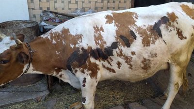 У корови зчесаний лівий бік. У корови зчесаний лівий бік.