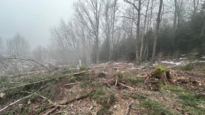 Обрубані дерева у лісовому масиві