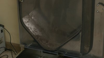 На Черкащині заготовляють насіння шишки, сушити звозять до лісництва На Черкащині заготовляють насіння шишки, сушити звозять до лісництва