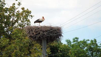 "Лелечий край" на Вінниччині: у селі Слобідка майже пів сотні гнізд "Лелечий край" на Вінниччині: у селі Слобідка майже пів сотні гнізд