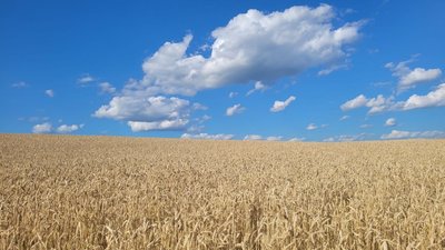 Яким може бути липень на Рівненщині