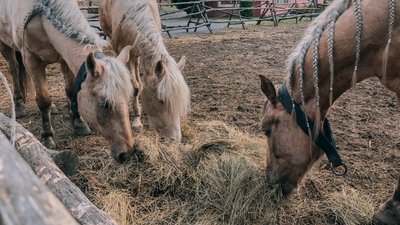 Жодного відвідувача: на Закарпатті майже місяць зачинені замки та музеї Жодного відвідувача: на Закарпатті майже місяць зачинені замки та музеї