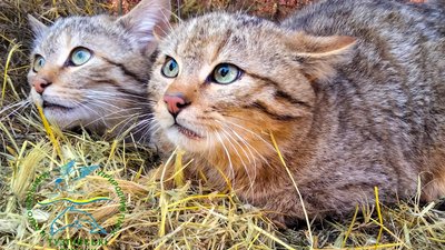 Лісові коти, Ізмаїл, нацпарк Тузлівські лимани