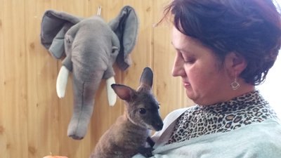 Живив після загибелі матері. У Миколаївському зоопарку штучно вигодовують кенгуреня Сьому Живив після загибелі матері. У Миколаївському зоопарку штучно вигодовують кенгуреня Сьому