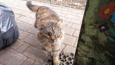 Коти Луцького зоопарку Коти Луцького зоопарку
