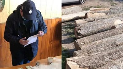 Посадовця закарпатського лісгоспу викрили на збуті деревини