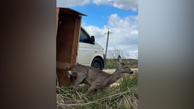 На Львівщині випустили на волю вагітну косулю
