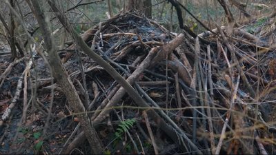 Як укріплюють кордон на Рівненщині та чим допомагають бобри. Пояснює начальник ОВА Як укріплюють кордон на Рівненщині та чим допомагають бобри. Пояснює начальник ОВА