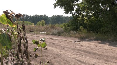 На околиці Харкова знайшли рештки парнокопитних: поліція з'ясовує причини загибелі тварин