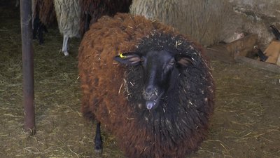 Врятували кіз, овець та віслючка. Як ферма на Прикарпатті стала прихистком для понад пів сотні тварин Врятували кіз, овець та віслючка. Як ферма на Прикарпатті стала прихистком для понад пів сотні тварин