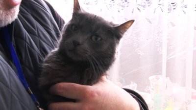 Котів передали автобусом Котів передали автобусом