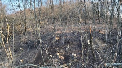 У Полтавській області судитимуть чоловіків, які вирубили дерева на понад мільйон гривень