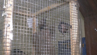 "Ці тварини є рідкісними та знаходяться під охороною": як у Рівному реабілітують кажанів