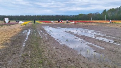 35 км від Луцька: на Волині стартував фестиваль тюльпанів "Волинська Голландія" 35 км від Луцька: на Волині стартував фестиваль тюльпанів "Волинська Голландія"