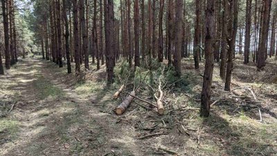 "Чорні лісоруби" продовжують орудувати на Херсонщині