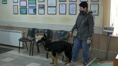 Вівчарка Магда Вівчарка Магда