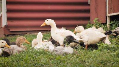 У Цецівці люди садять городину і вирощують домашню птицю У Цецівці люди садять городину і вирощують домашню птицю
